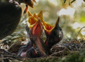 Ile zjada Dżdżownica?