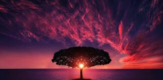 Jak zrobić drzewo z butelek plastikowych?