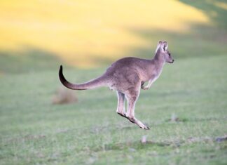 Czy skakanie po dachach jest legalne? Czy skakanie po dachach jest legalne?