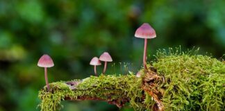 Jakie są rodzaje kondensatorów?