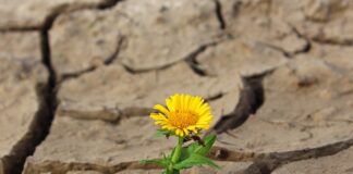 Czy w czasie suszy kosić trawę?