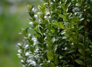 Czy Bukszpan nadaje się na kompostownik?