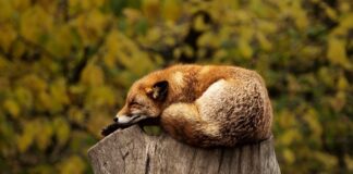 Co oznacza lisi ogon?