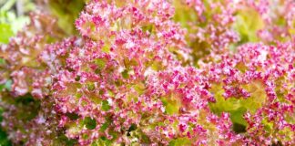 Jakiej pościeli się nie prasuję?