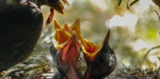 Dlaczego dżdżownice wychodzą z kompostownika?