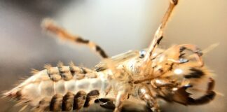 Jak brzmi stukanie panewki?