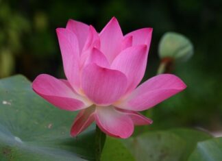 Jak się mówi po angielsku sztućce?