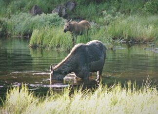 Dlaczego słychać popychacze?