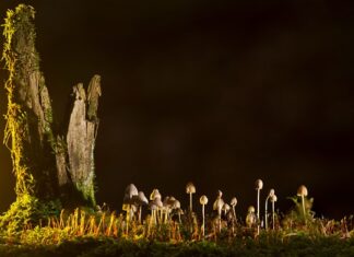 Jakie są rodzaje bawełny?