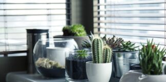 Które rośliny lubią popiół drzewny?