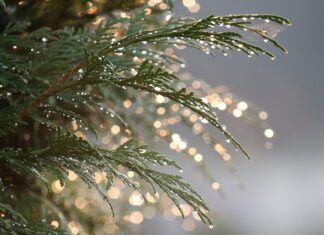 Czy tuja nadaje się na kompost?