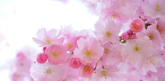 Które kwiaty podlewać od dołu?