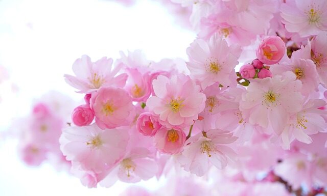 Które kwiaty podlewać od dołu?