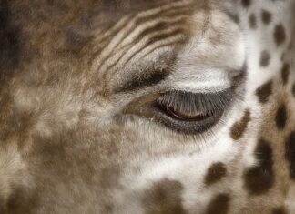 Jak usunąć plamy po wymiotach? Jak usunąć plamy po wymiotach?