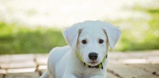 Co zrobić żeby nie było czuć psa w domu?