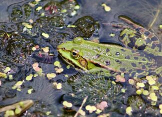 Czym kleić uszczelki silikonowe?
