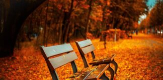 Jak wyczyścić siedzenia w samochodzie domowym sposobem?