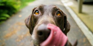 Co należy wiedzieć na temat wyboru karmy dla kotów