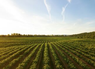 Jakie maszyny możesz nabyć w dobrym sklepie rolniczym? Jakie maszyny możesz nabyć w dobrym sklepie rolniczym