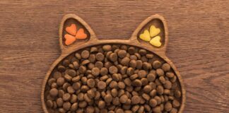 Karmy suche dla kotów