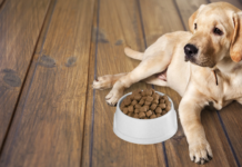 Sucha karma dla psa: jak wybrać mądrze (i nie dać się marketingowi)