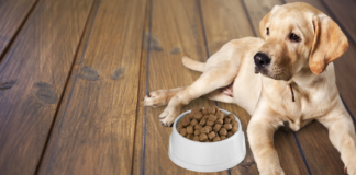 Sucha karma dla psa: jak wybrać mądrze (i nie dać się marketingowi)